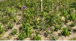 Purløg og andre grønne planter